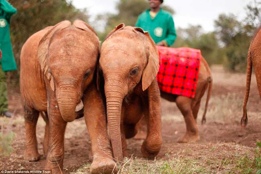 David Sheldrick Wildlife Trust