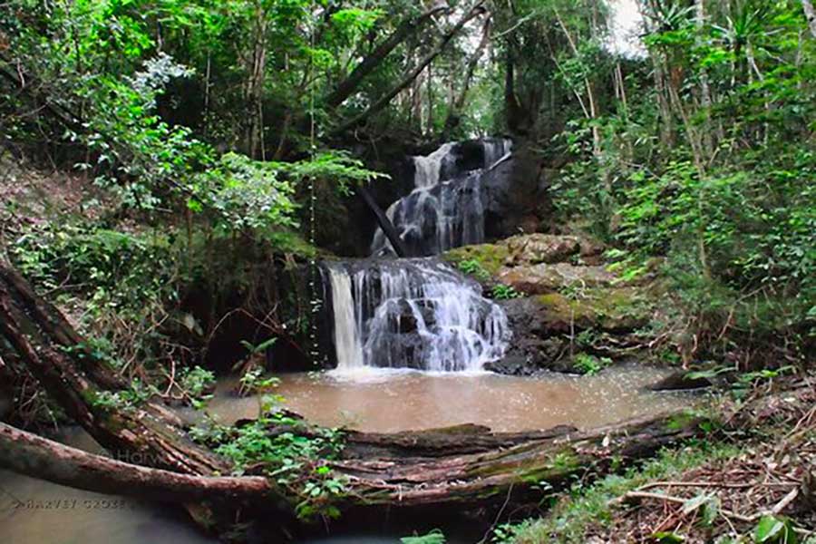 Karura forest