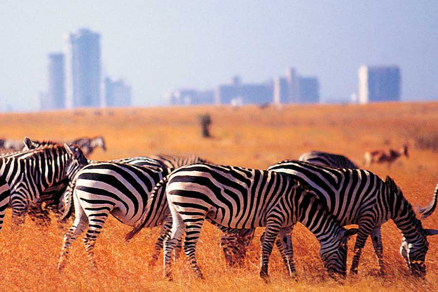 Nairobi national park